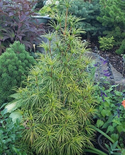 Sciadopitys verticillata 'Tsai cheng' Japanese Umbrella Pine