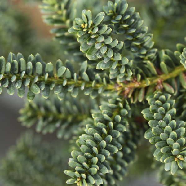 Taxus baccata 'Fowle's Dwarf' English Yew