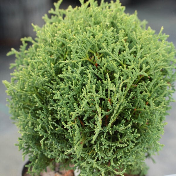 Thuja occidentalis 'Westerfield' Eastern Arborvitae