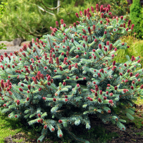 Picea pungens Ruby Teardrops