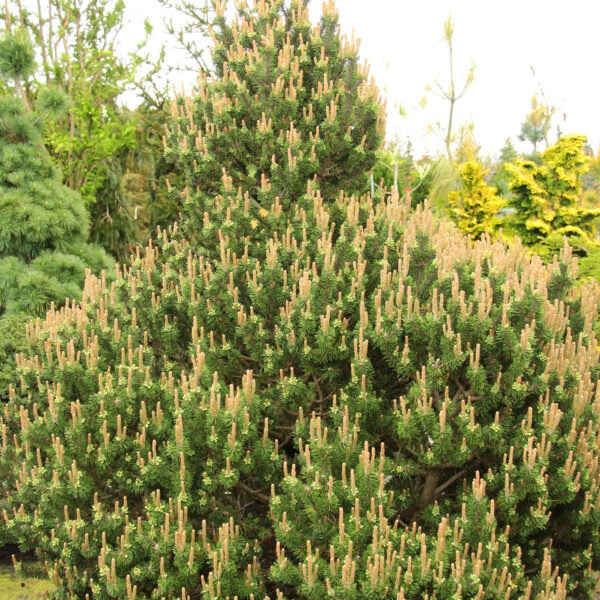 Pinus mugo 'Paul's Dwarf' Mugo Pine