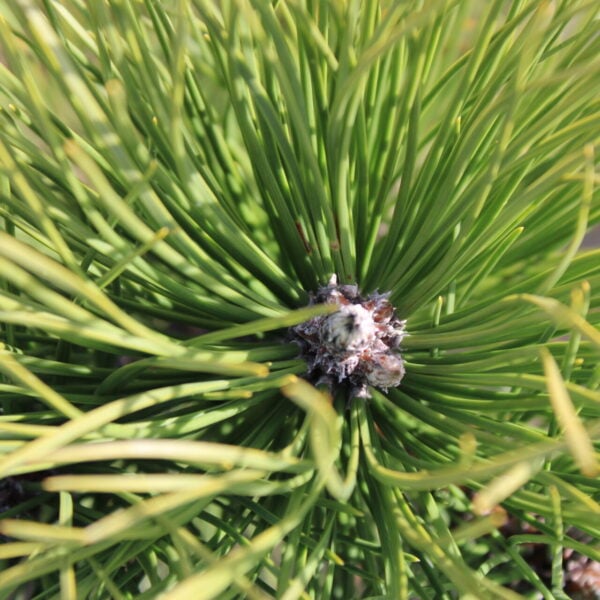 Pinus resinosa 'Thundercloud' American Red Pine