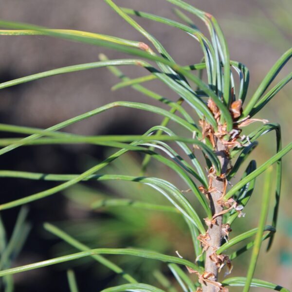 Pinus strobus 'Bennett Clump Leaf' Eastern White Pine