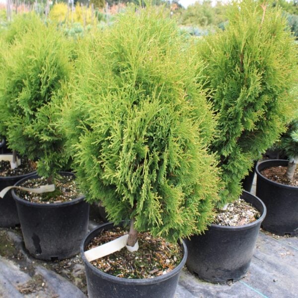 Meckii Arborvitae