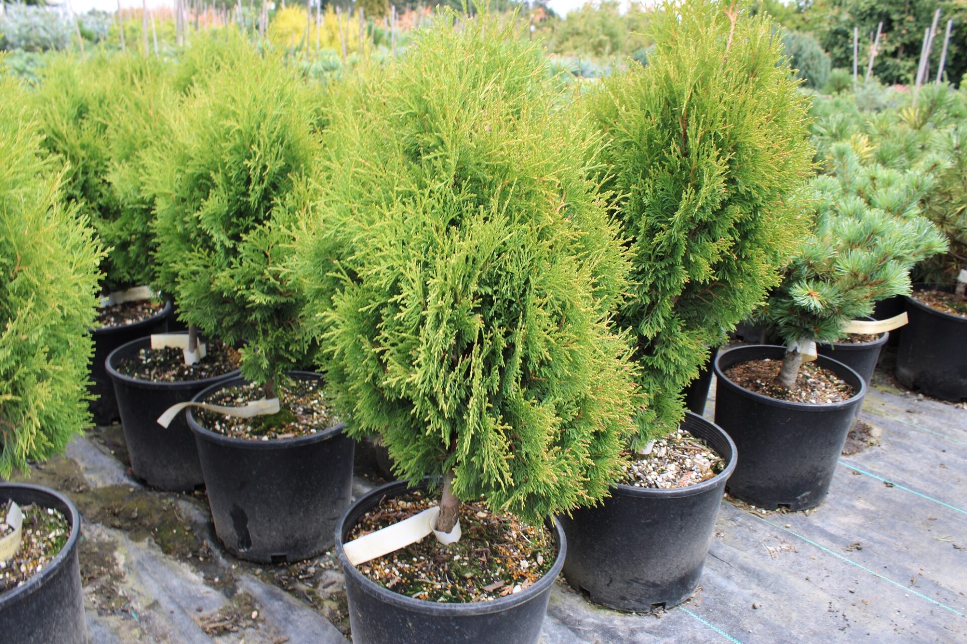 Meckii Arborvitae