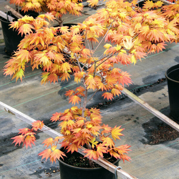 Autumn Moon Full Moon Maple