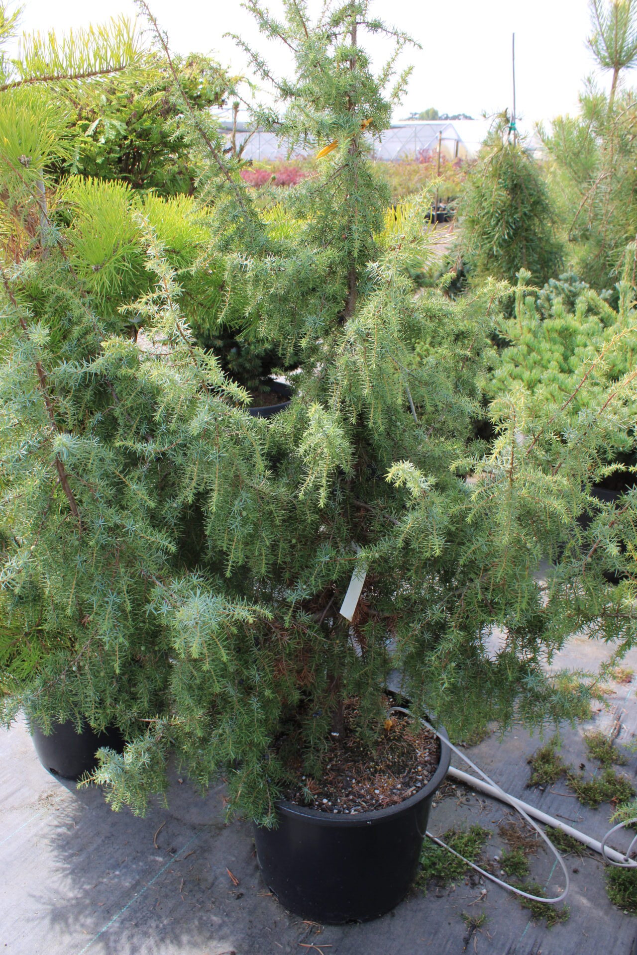 Juniperus communis 'Kalebab' Common Juniper Conifer Kingdom