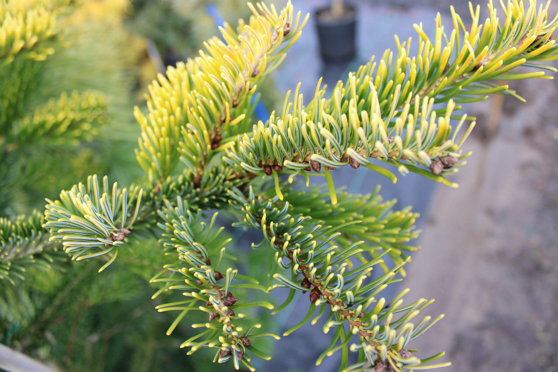 abies-alba-aurea-european-silver-fir-conifer-kingdom