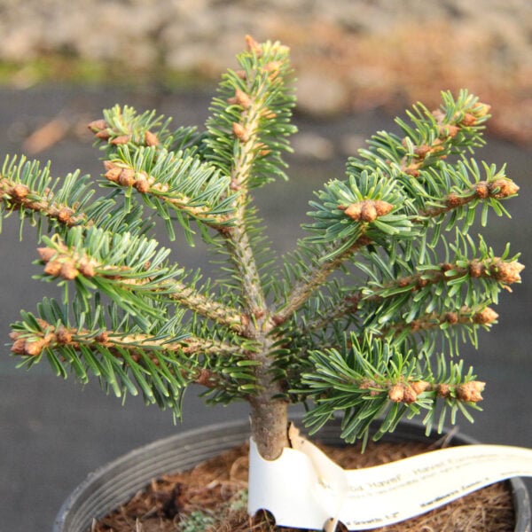 Abies alba 'Havel' European Silver Fir