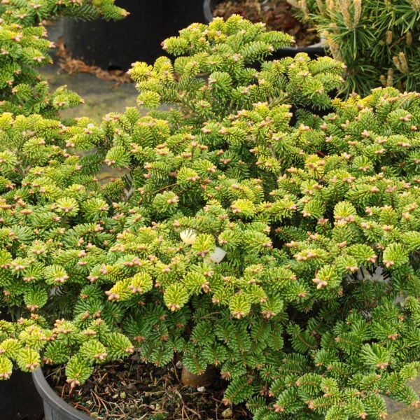 Abies alba 'Hedge'  European Silver Fir