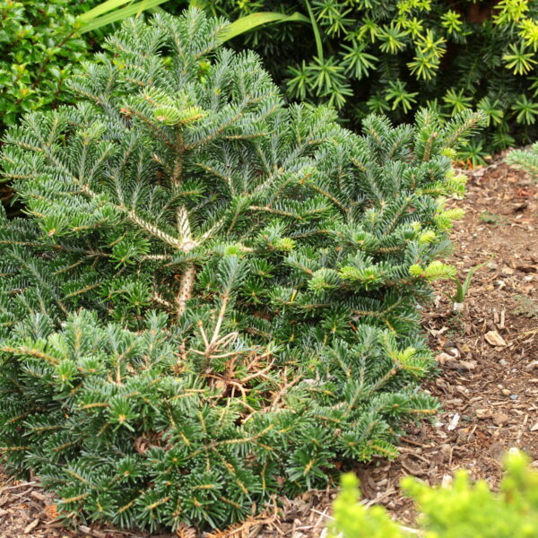 Abies borisii-regis (x) 'JK Greece' King Boris Fir