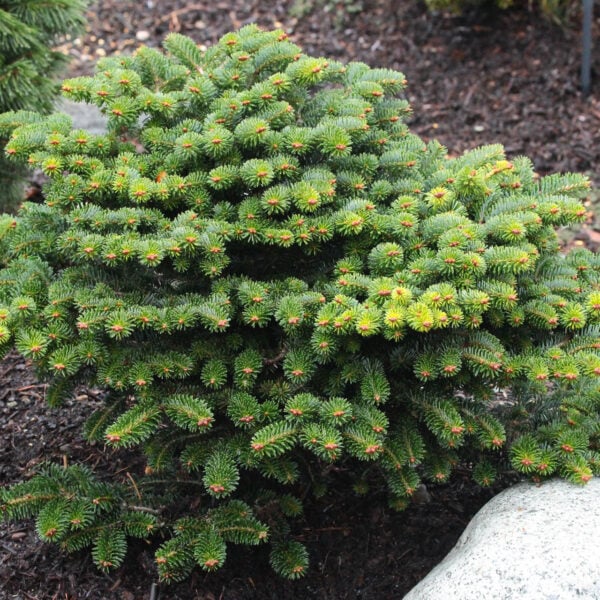 Abies bornmuelleriana (x) 'Barney' ('Franke') Turkish Fir
