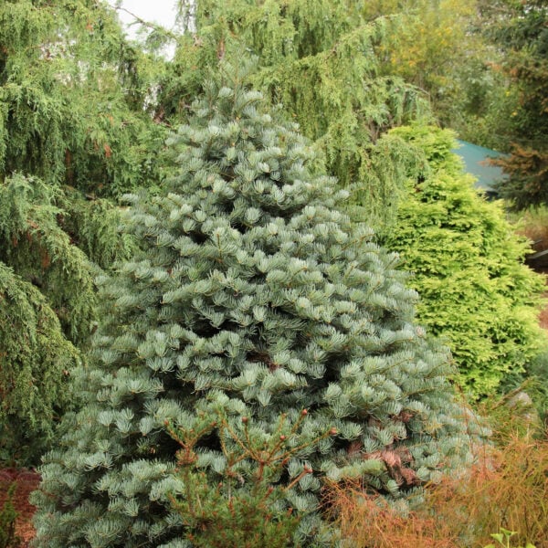 Abies concolor 'Archer's Dwarf' White Fir