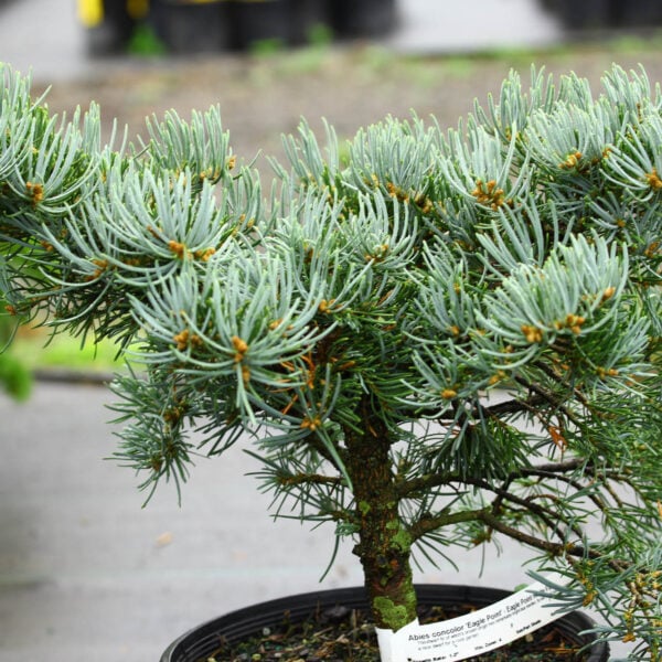 Abies concolor 'Eagle Point' White Fir