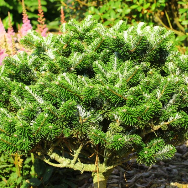 Abies delavayi 'Buchanan' Delavay Fir