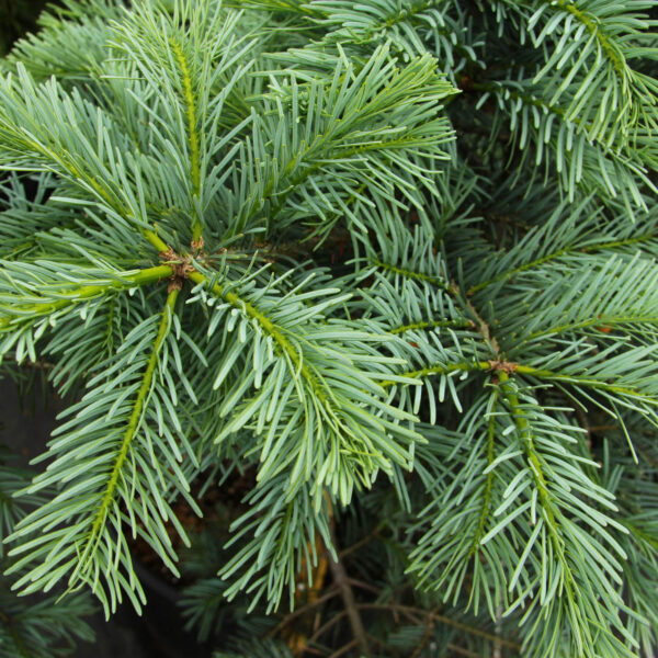 Abies grandis x concolor 'Leuteneggeri' Hybrid Fir
