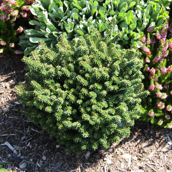 Abies koreana 'Alpin Star' Korean Fir