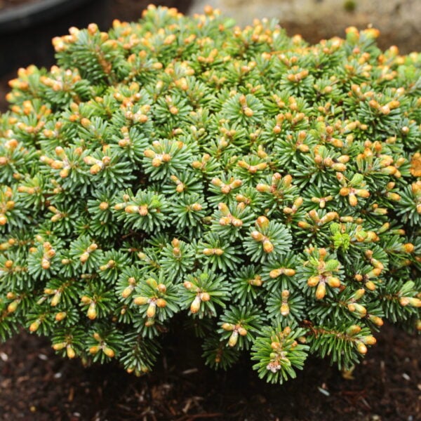 Abies koreana 'Blauer Eskimo' Korean Fir