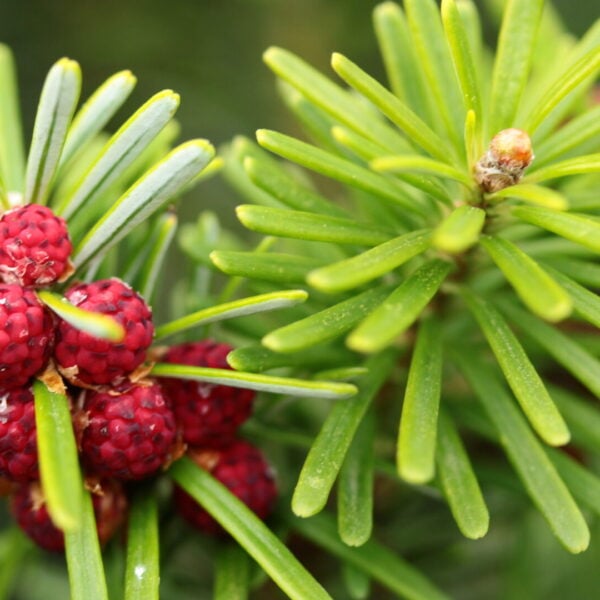 Abies koreana 'Freudenberg' Korean Fir