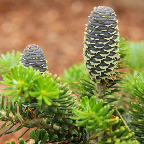 Abies koreana 'Gait' Korean Fir