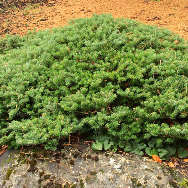 Abies koreana 'Green Carpet' Korean Fir