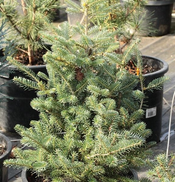 Abies koreana 'Hulsdonk' Korean Fir