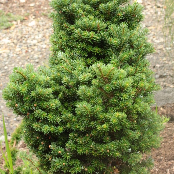 Abies koreana 'Silberperle' Korean Fir