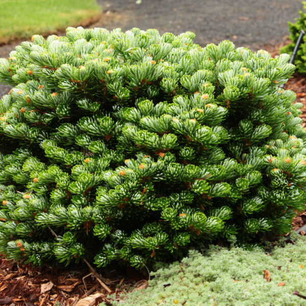 Abies koreana 'Wellenseind' Korean Fir