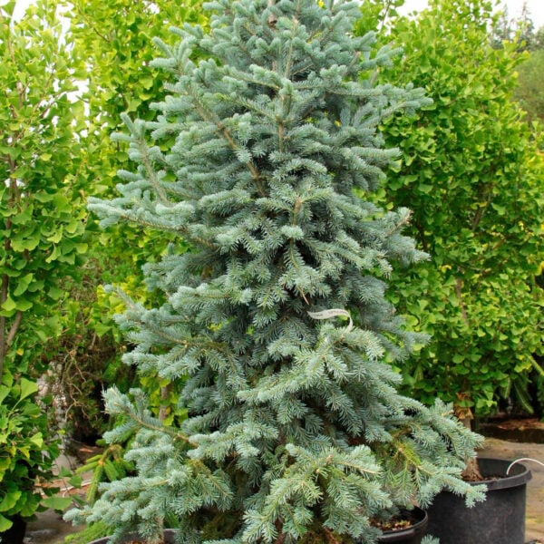 Abies koreocarpa (x) 'Inga' Korean Fir