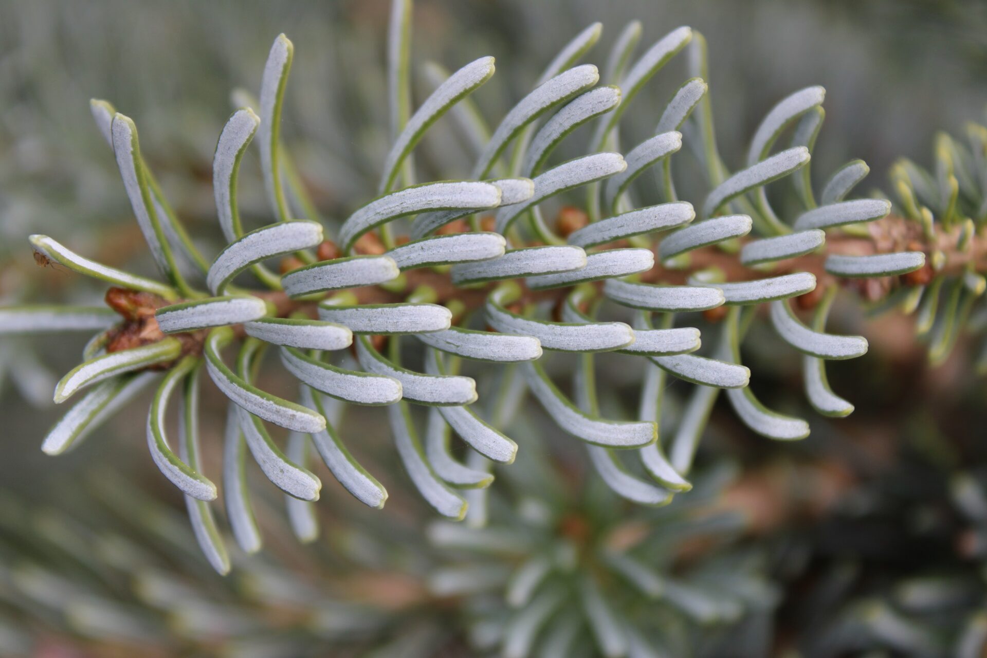 Abies lasiocarpa ‘Blue Waterfall’