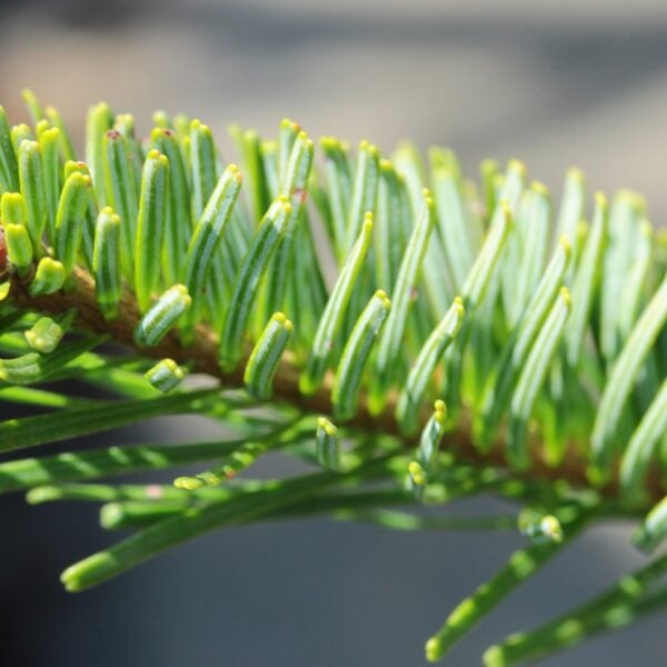 Abies mariesii 'Dr. Fricks' Maries Fir