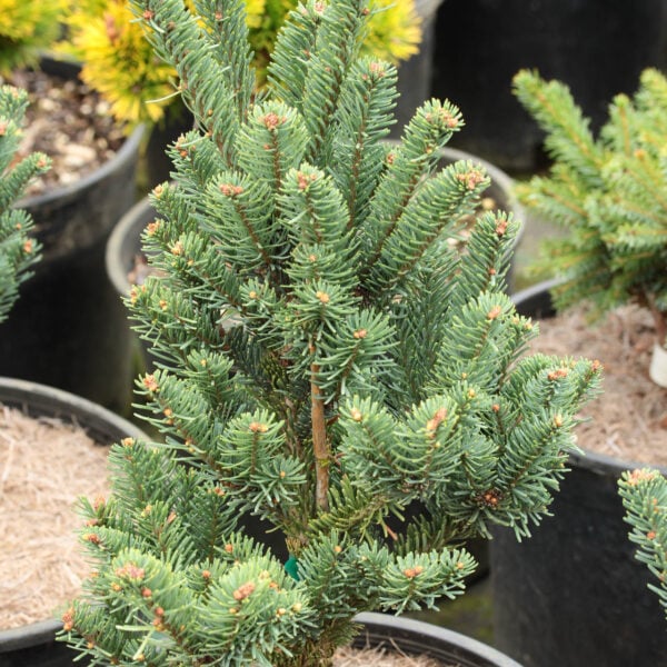 Abies procera 'Danish Column' Noble Fir