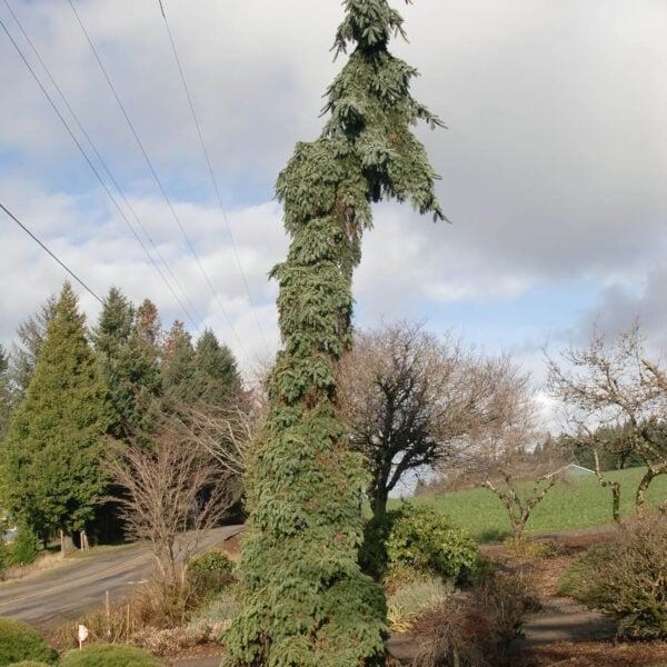 Abies procera 'Del Bar Cascade' Noble Fir