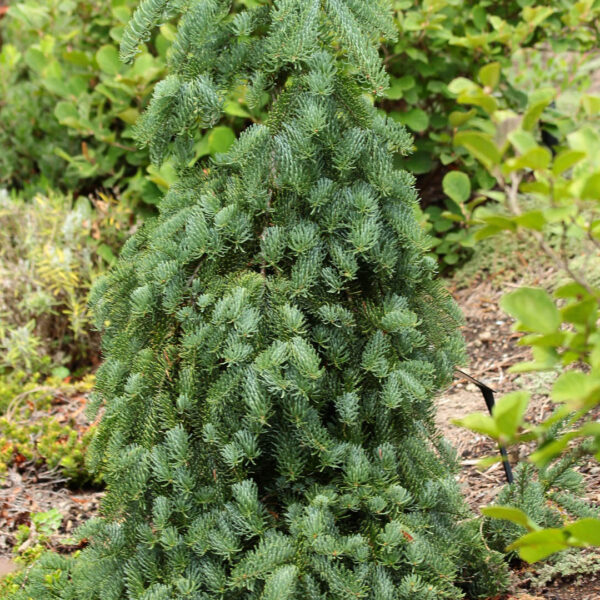 Abies procera 'La Graciosa' Noble Fir