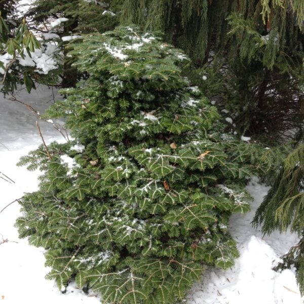 Abies alba 'Pancake' European Silver Fir
