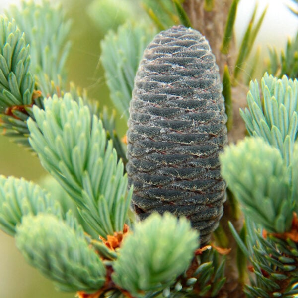Abies balsamea 'Tyler Blue' Balsam Fir