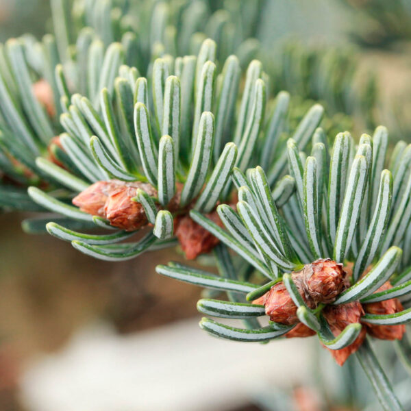 Abies nordmanniana 'Dobrichovice' Nordmann Fir