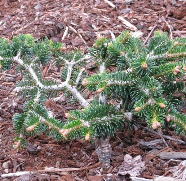 Very short, dark-green needles create a handsome backdrop for showy orange-brown buds at the branch tips of this miniature fir. As it matures, silver branches exposed at the surfaces of the plant give a skeletal look to this conifer.