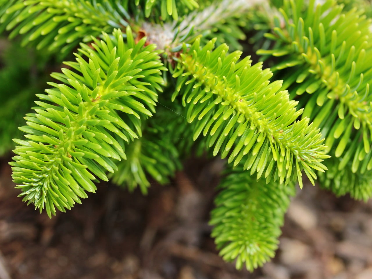 Very short, dark-green needles create a handsome backdrop for showy orange-brown buds at the branch tips of this miniature fir. As it matures, silver branches exposed at the surfaces of the plant give a skeletal look to this conifer.