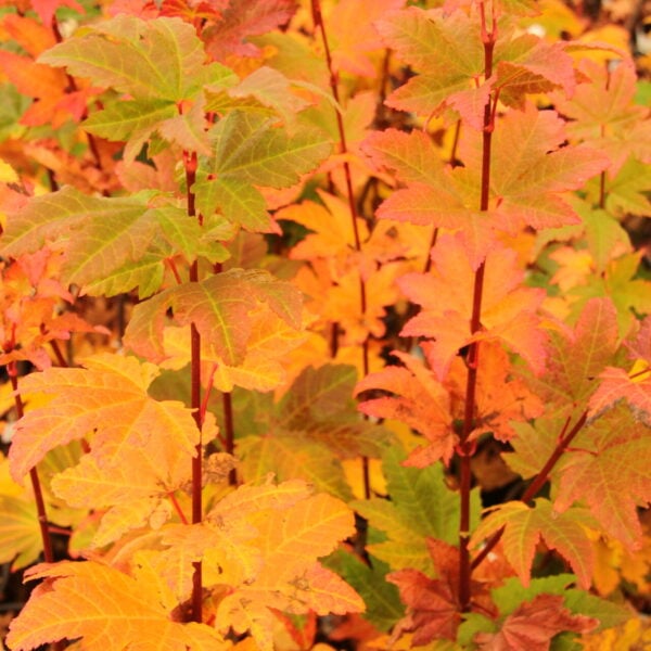 Acer circinatum 'Burgundy Jewel' Vine Maple