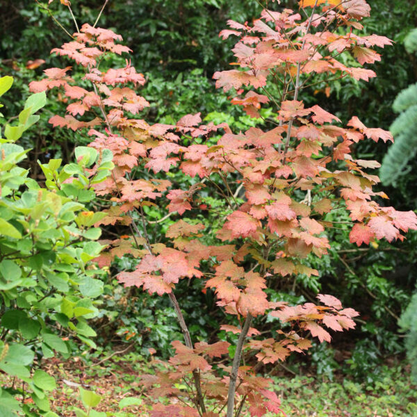 Acer japonicum 'Ruby'