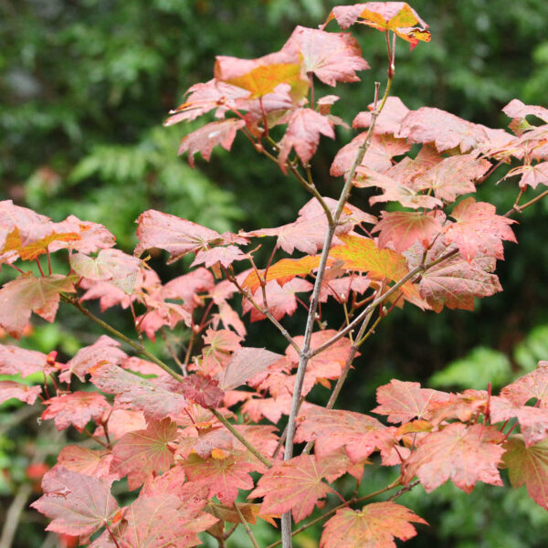 Ruby Full Moon Maple