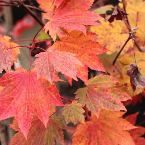 Ruby Full Moon Maple