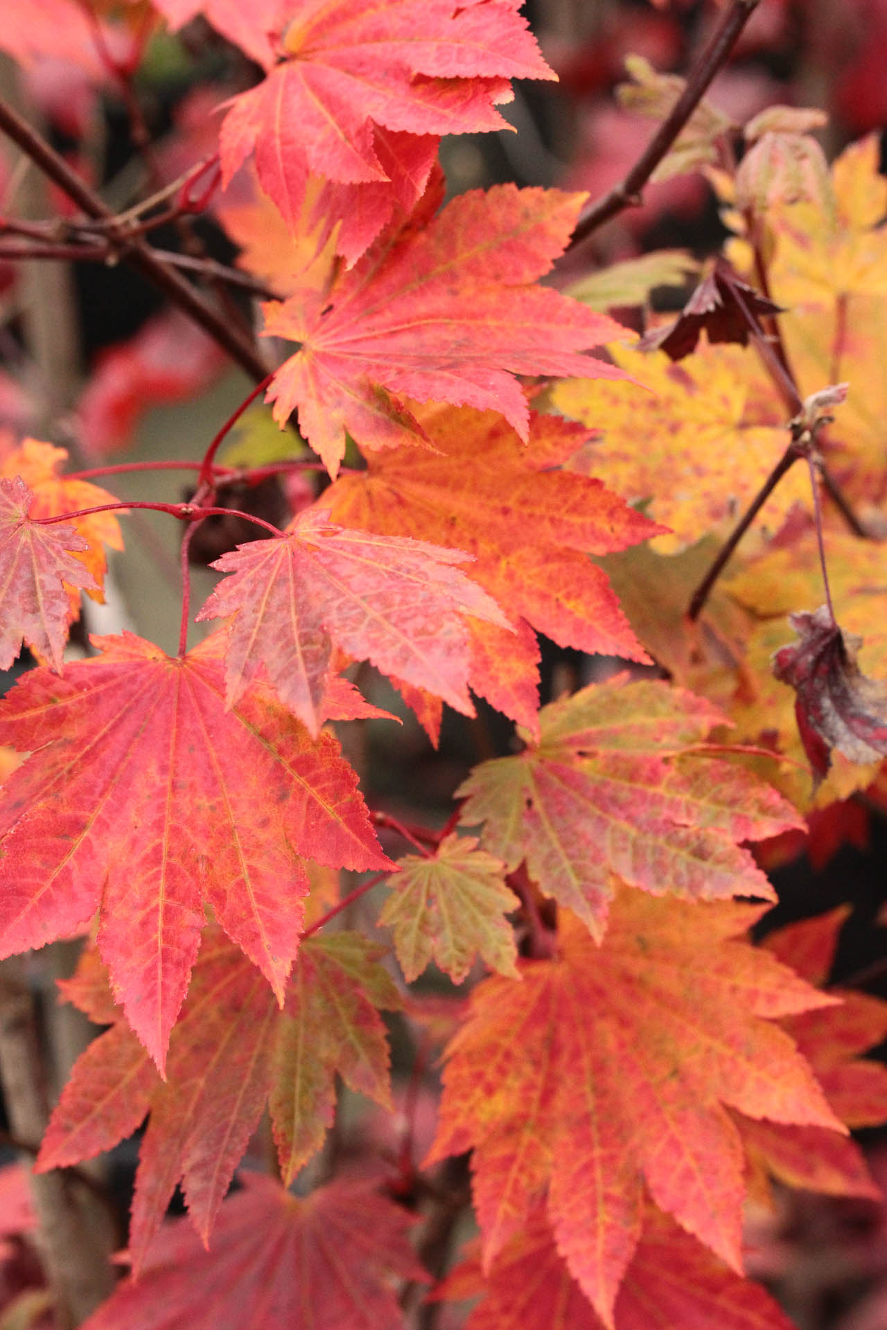 Acer japonicum 'Ruby' Japanese Maple Conifer Kingdom