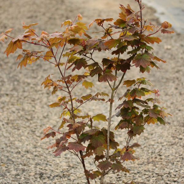 Ruby Full Moon Maple