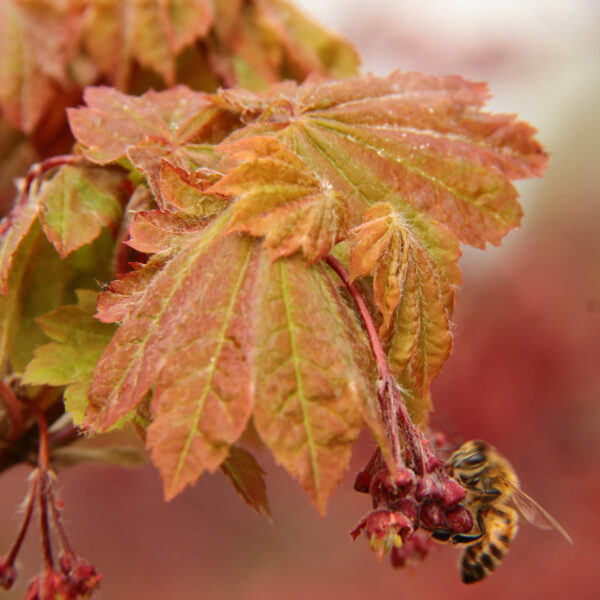 Acer japonicum 'Ruby'