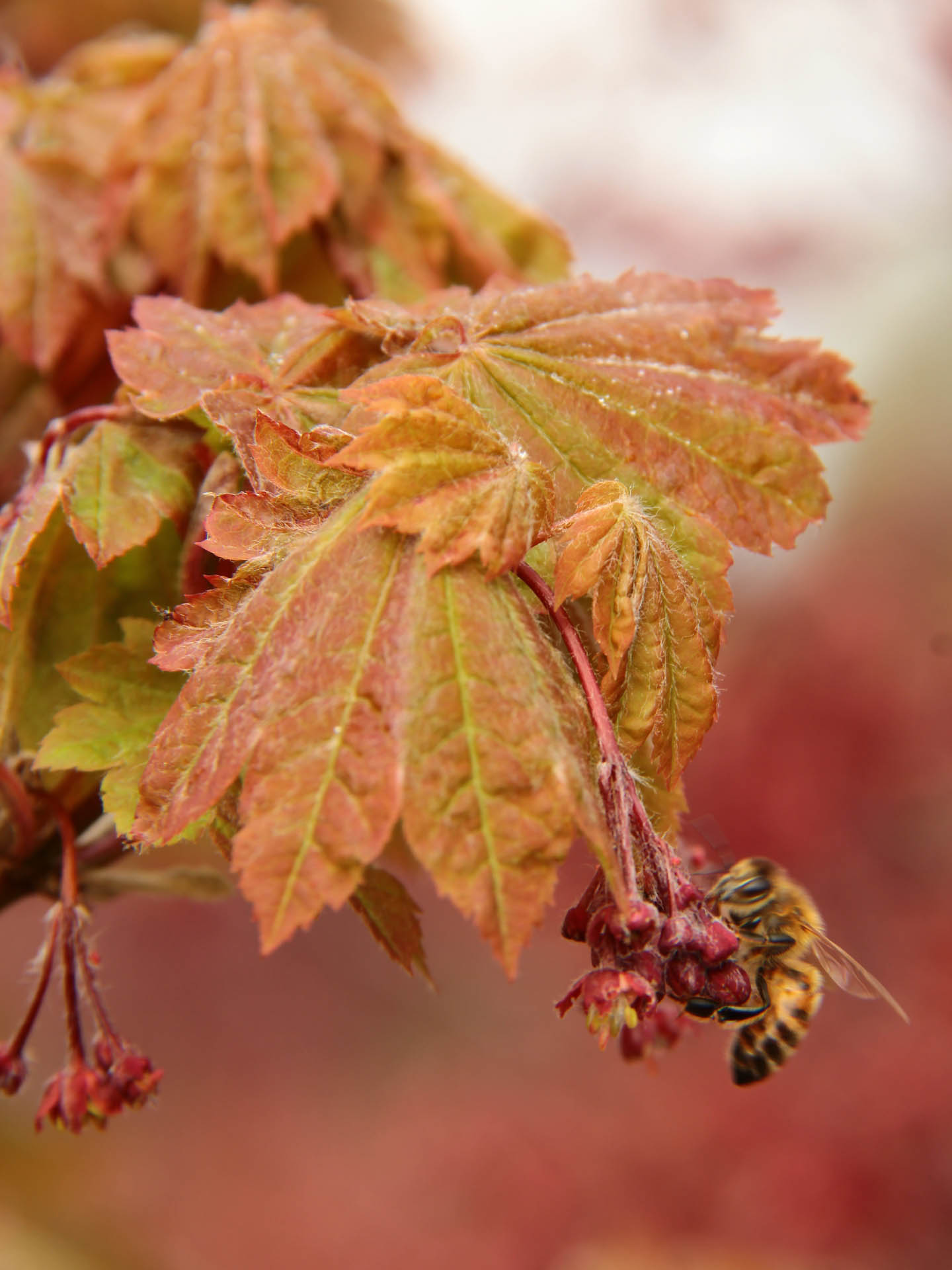 Acer japonicum 'Ruby' Japanese Maple Conifer Kingdom