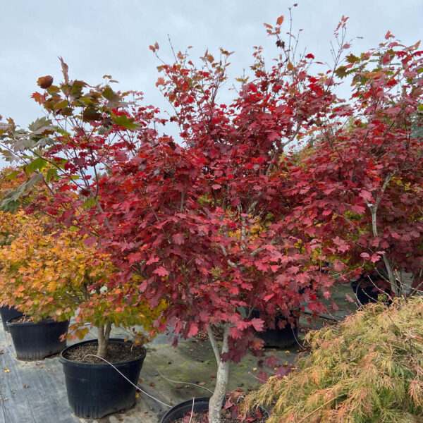 Acer japonicum 'Ruby'