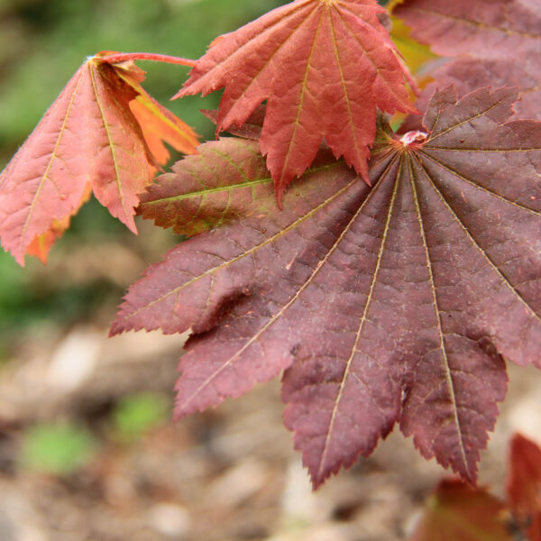 Acer japonicum 'Ruby'
