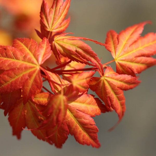 Acer palmatum 'Akane' Japanese Maple